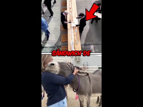 Hicieron un sándwich de burro en Argentina y se lo comieron thumbnail