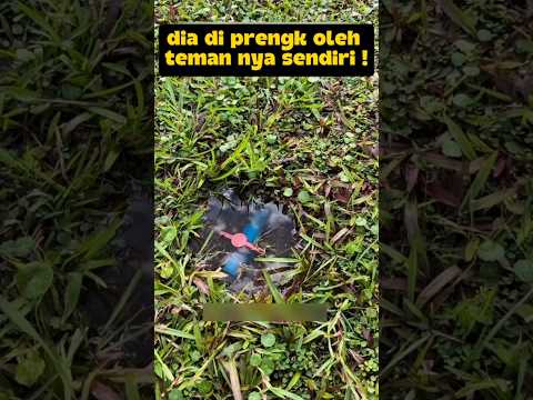 dia di prengk oleh temannya sendiri ??⁉️#deramachina #sekedarhiburan #videoshort #funny thumbnail