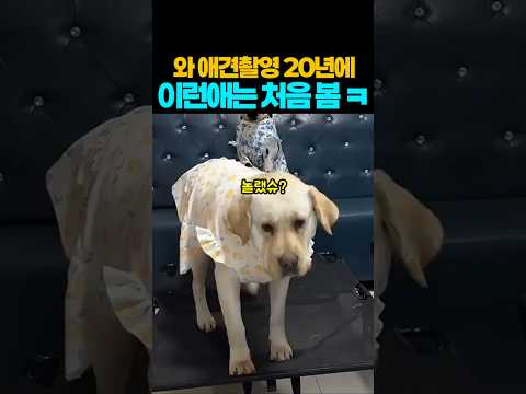 ❤️990만뷰❤️와! 애견촬영 20년에 이런애는 처음 봄 ㅋ #강아지 #댕댕이 #애견영상 thumbnail