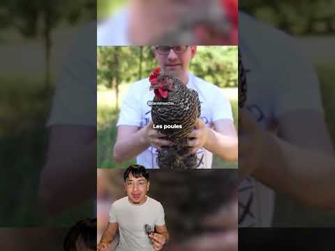 La tête de poule, meilleure que 5000 € thumbnail