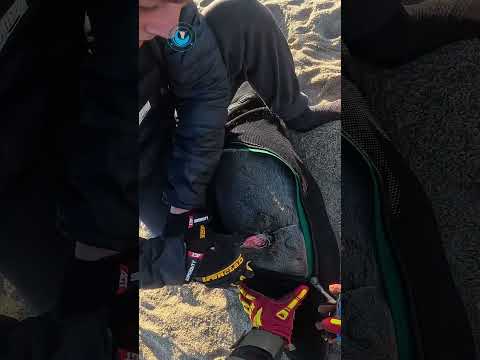Baby Seal Bundled Up in Fishing Line #shorts thumbnail