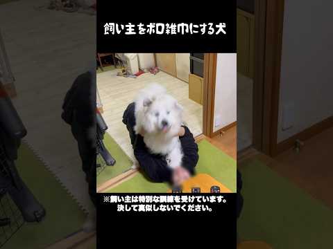 飼い主を完全にオモチャ扱いする愛犬　#greatpyrenees #大型犬のいる生活 #大型犬 #大型犬と暮らす #グレートピレニーズ #ゴールデンレトリバー #愛犬 #癒し #犬のいる生活 thumbnail