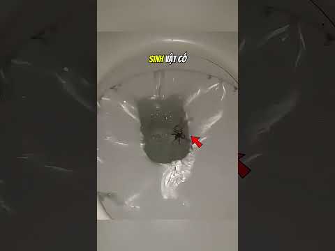 Hãy cẩn thận khi đi vệ sinh ở Úc#daochieu #shorts thumbnail