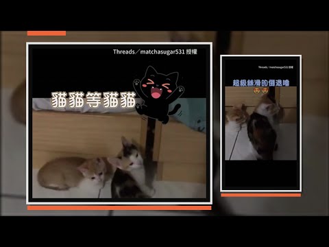貓咪在床縫外等待！　下一秒同伴「超絲滑倒退嚕」出現XD thumbnail