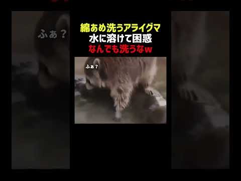 アライグマ 綿あめを洗ったら消えて困惑 thumbnail