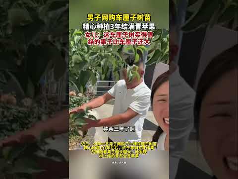 男子網購車厘子樹苗，精心種植3年結滿青蘋果，女兒：這車厘子樹買得值，結的果子比車厘子還大。 thumbnail