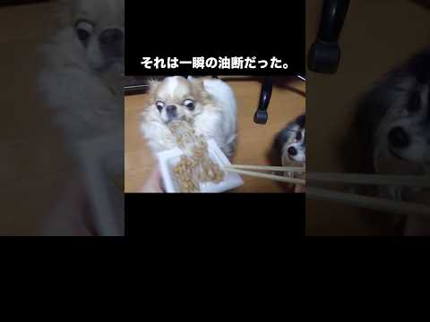 それは一瞬の油断だった――。 #チワワ #納豆 #食い意地 #shorts thumbnail