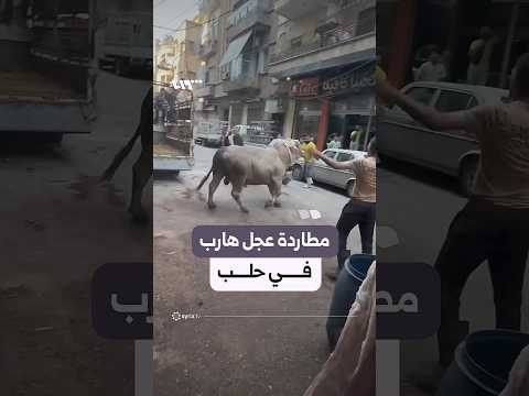 حالة ذعر ومطاردة لعجل هارب في شوارع حلب thumbnail