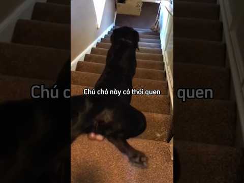Chú chó đã không nhận ra chiếc đinh dài ở cầu thang và cái kết 😂 thumbnail