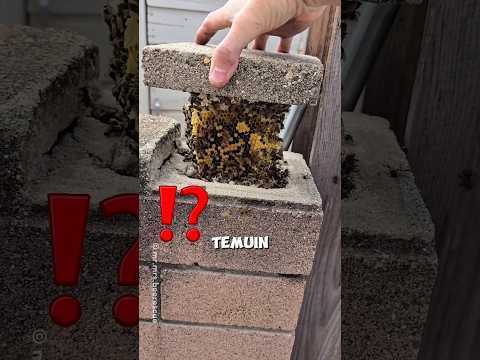 Sarang Lebah di Dalam Tembok ?! Begini Cara Memindahkannya dengan Aman ? thumbnail