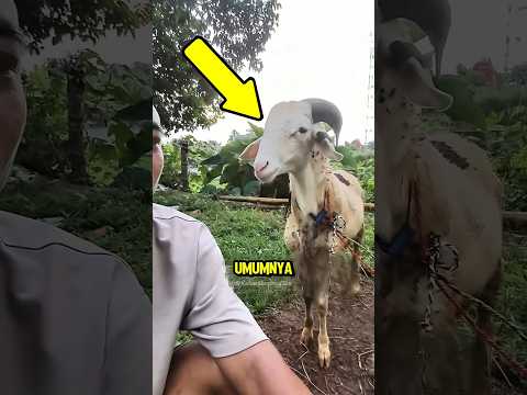 Kambingnya Gagal Laku Gara-Gara Suaranya Aneh! 😭🐐 thumbnail