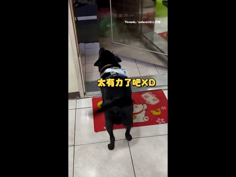 【要起飛了】黑狗見媽媽回家開心搖尾巴超賣力XD #Shorts thumbnail