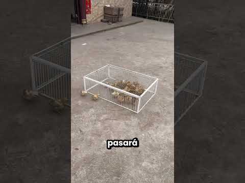 Esta Chica Salvó a Los Pollitos Del Gato 😱🐤 thumbnail