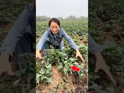 Cô gái đào lên phát khoai to bên dưới thumbnail