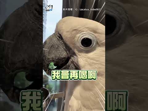 【不是AI】鸚鵡挑食遭爸碎念「下秒竟開口頂嘴」 網笑：是青春期叛逆少年嗎? #shorts thumbnail