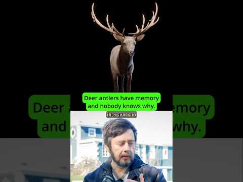 How damage 'sticks' to deer antlers year after year #deer #science #hunting thumbnail