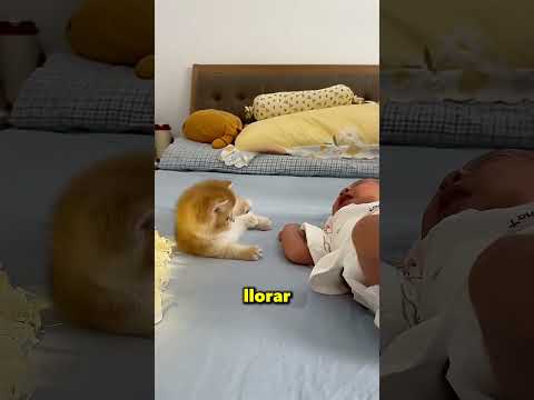Este Papá Le Regaló A Su Hija Un Pequeño Gato ?❤️ thumbnail