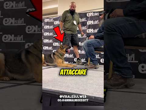 I cani POLIZIOTTO non possono DECIDERE😲🐶 #shorts thumbnail