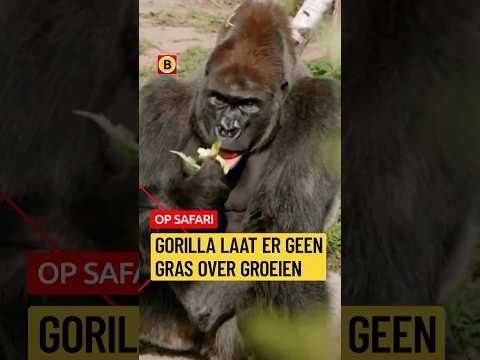 Gorilla is zwanger! | #opsafari thumbnail