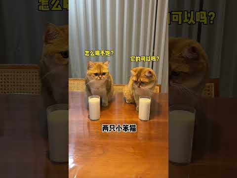 【牛奶是只猫】怎么会有那么爱喝奶的小猫咪啊？ thumbnail