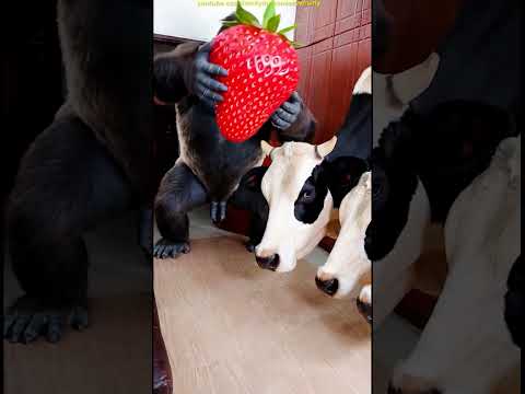 Marvelous Dancing Polish Cow funny gorilla strawberry asmr cow dance Cow Videos animal funny video thumbnail