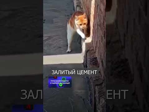 КОТ Старался не Испортить Залитый Цемент thumbnail