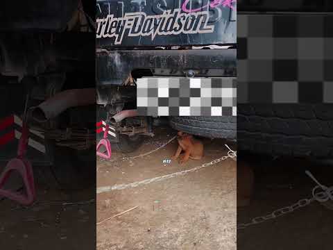 Mama Ara Kaget Papa Mw Ajak Ktemu Anjing Kaki Sakit Ngumpet D Bwah Mobil Mlah Abangnya Mnta Salaman? thumbnail