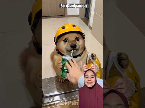 Minuman KURIR diambil ‼️factpanesar thumbnail