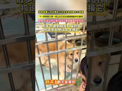 狗狗急着讓女生摸自己可女生卻怕被咬不敢摸，下一秒狗狗只用一招讓女生安全感滿滿直誇它聰明，狗狗："女人的心思"這塊已被我拿捏的死死的！#shorts#狗狗成精了 thumbnail
