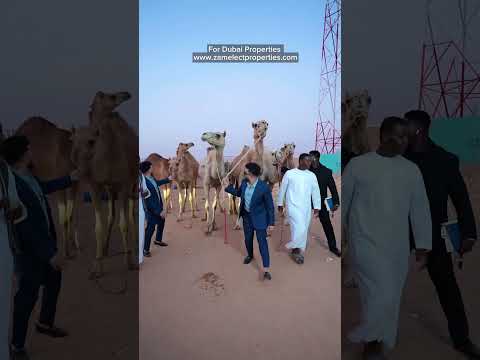 #zamelectproperties #abdulghafoor #muhammadshakoor #zamzamperfumes #zamzamelectronics #zamzmbrothers thumbnail