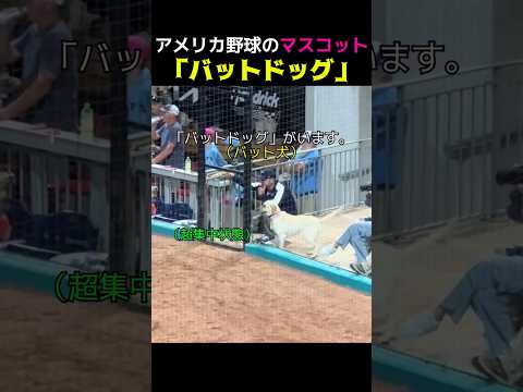 【犬の楽園説】広い芝生！拍手喝采！毎日違う匂いのバット回収！ thumbnail