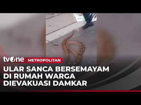 Petugas Damkar Tangkap Ular Piton Sepanjang 3 Meter di Rumah Warga | Metropolitan thumbnail