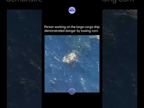 Person working on the large cargo ship demonstrated danger by tossing corn 😍 thumbnail