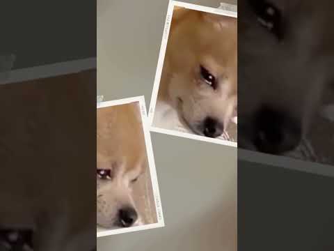 Que mis ojos se despierten con la luz de tu mirada.¡Que no te dejen! #porunperro thumbnail