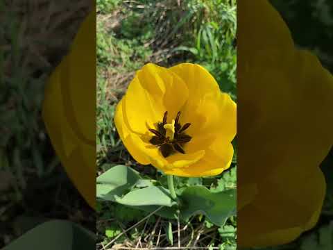 Spring has arrived at Plot 68! ?? #allotment #allotmentlife #spring #garden #blossom #flowers thumbnail