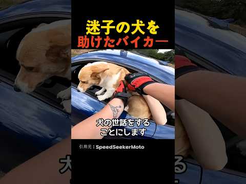迷子の犬を助けたバイカー thumbnail