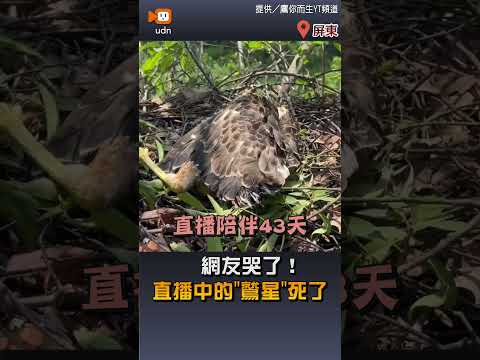 【生活】網友哭了！直播中的「鷲星」死了 thumbnail