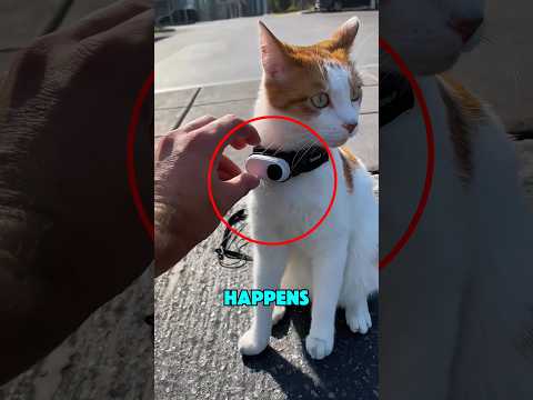 He Attached a Camera to a Cat The Footage Will Shock You‼️😱 thumbnail