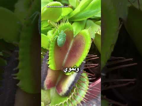 هل صحيح أن الفلفل الحار يمكن أن يقتل نبات فينوس صائدة الذباب؟ thumbnail