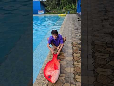 ade mau masak boneka  ikan ????#trandingshorts thumbnail