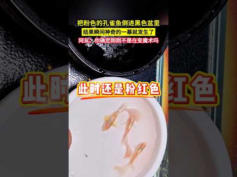 把粉色的孔雀魚倒進黑色盆裡，結果瞬間神奇的一幕就發生了，網友：你確定剛剛不是在變魔術嗎?#shorts thumbnail