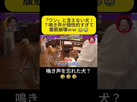 鳴き声を忘れた犬？ #月曜から夜ふかし #犬 #shorts thumbnail