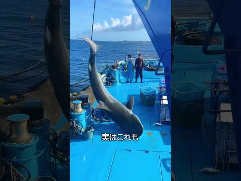 サメを海へ帰す thumbnail