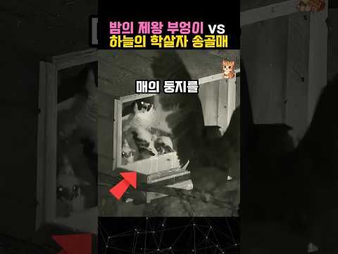 '건드리면 끝까지 쫒아간다' 부엉이의 차원이 다른 복수 #부엉이 #송골매 #animal thumbnail