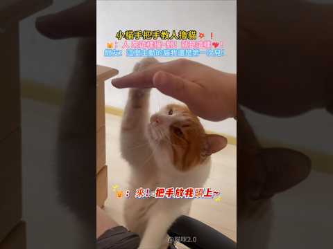 小貓手把手教人擼貓💥❗ 🐱：人~來把手這樣~對❗就是這樣🥰 網友：這麼主動的小貓還是第一次見❤️ #cat #cute #funny #funnyshorts #shorts thumbnail