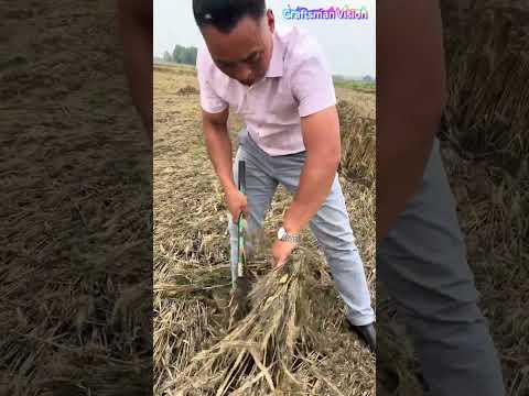 Harvesting lodged wheat with sickles after rain thumbnail