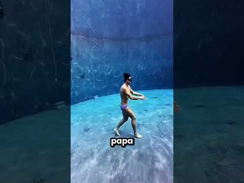 Mon papa est entré dans cette piscine de crocodiles sans savoir nager 😱🐊 thumbnail