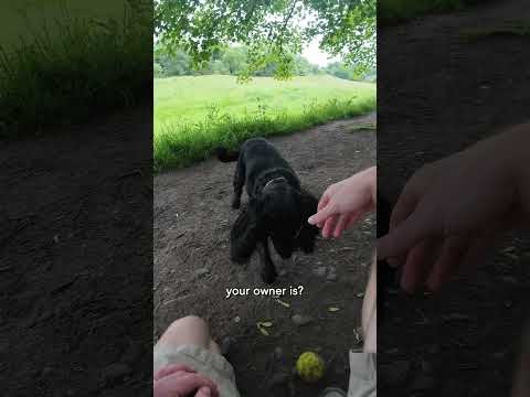 Don't play fetch with strangers 😅🎾 #spaniel thumbnail