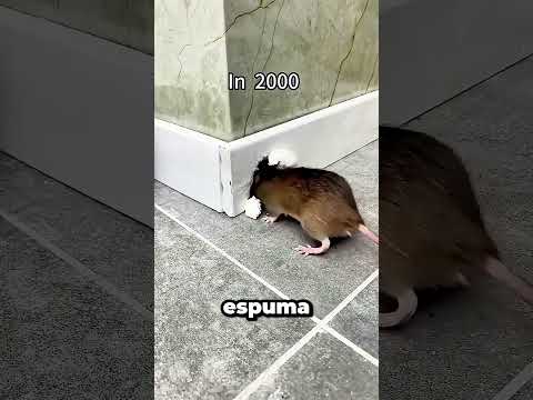 Nuevo Truco para Reparar Agujeros de Ratas 2026 🤯🐀 thumbnail