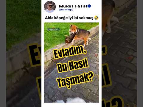 Yavrusunu Taşımayı Beceremeyen Acemi Anne Köpek ? #kedi #yavruhayvanlar #köpek thumbnail